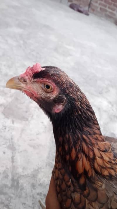 Aseel Female