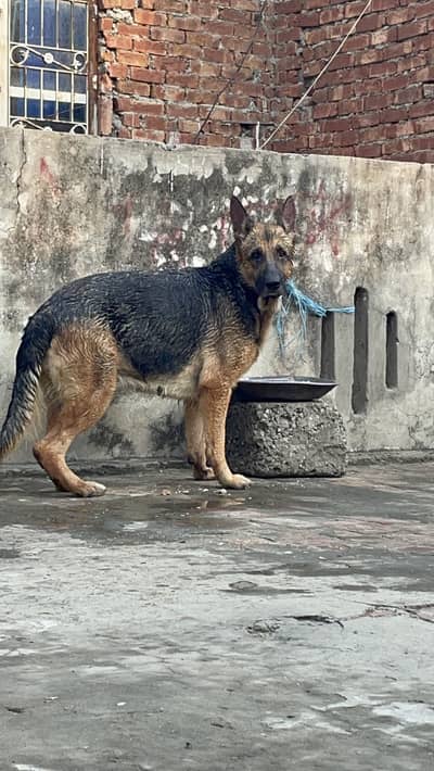 German Shepherd female