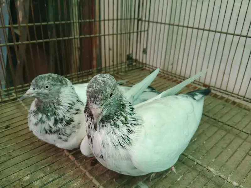 Royal Teddy High quality — photo 4