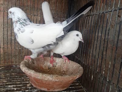 Patti Wala pair