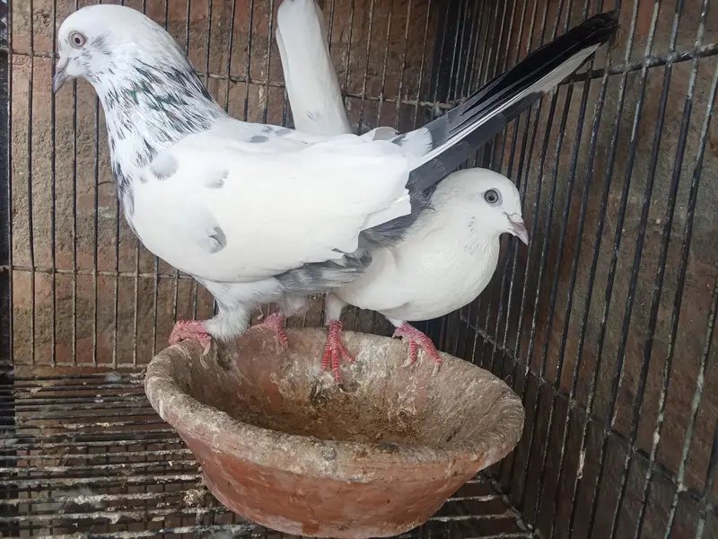 Patti Wala pair — photo 2