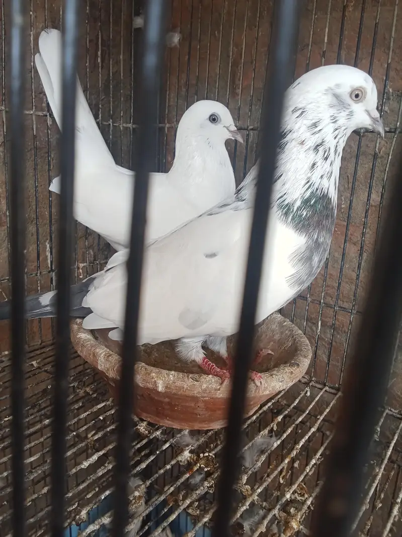 Patti Wala pair — photo 3