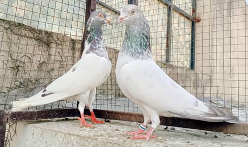 Salara Taddy. Imam Deen. . Golden. . . 7. . . . Pairs For Sale