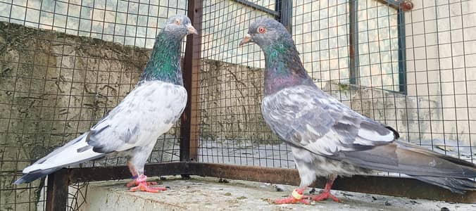 Salara Taddy. Imam Deen. . Golden. . . 5 . . . Pairs For Sale