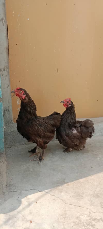 2 Bantam murgiya for sale healthy and active 03165776727 whatsap only