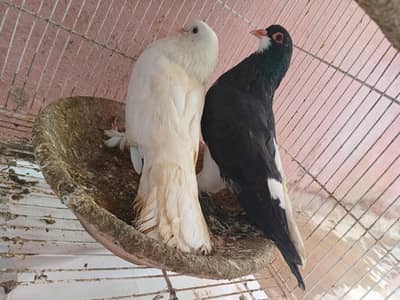 pigeon