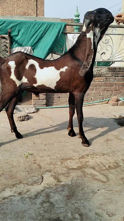 Male age 4 dant hight 42 43