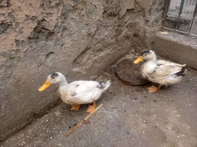 Urgent Ducks pair sale contact on WhatsApp