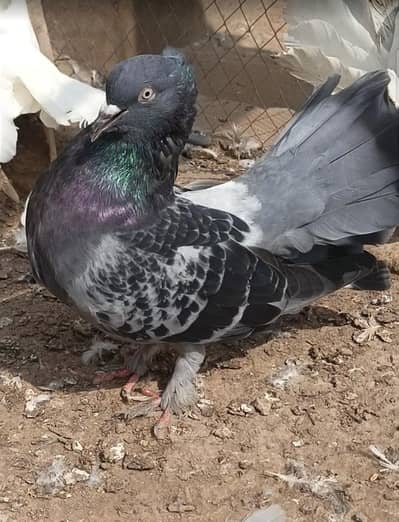 Fancy Lucky Kabootar for Sale – Total 5 Pigeons