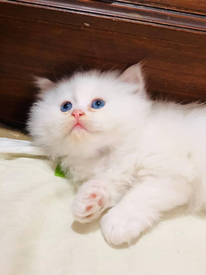 Persian kittens 1
