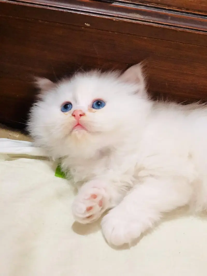 Persian kittens — photo 2