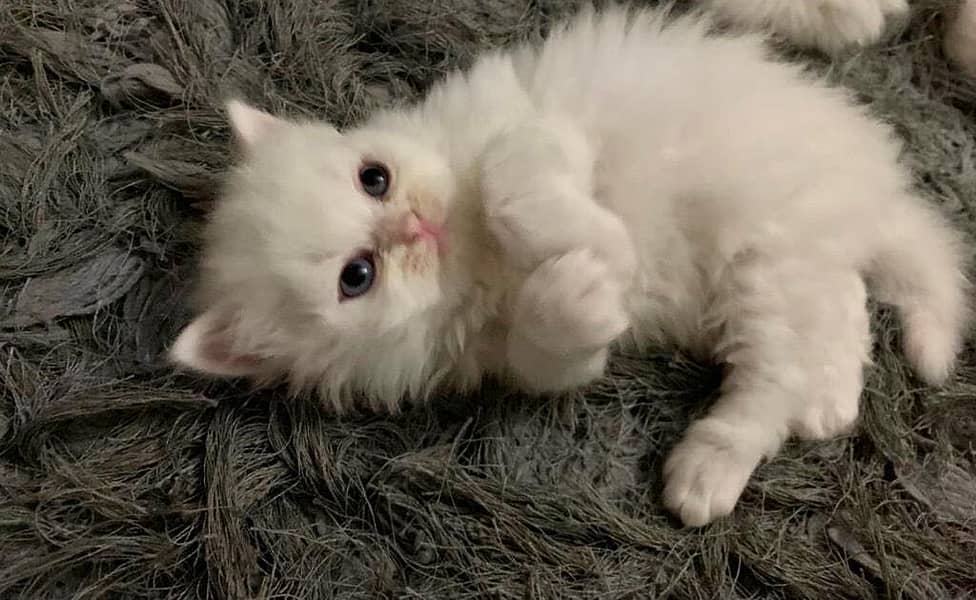 Persian kittens 5