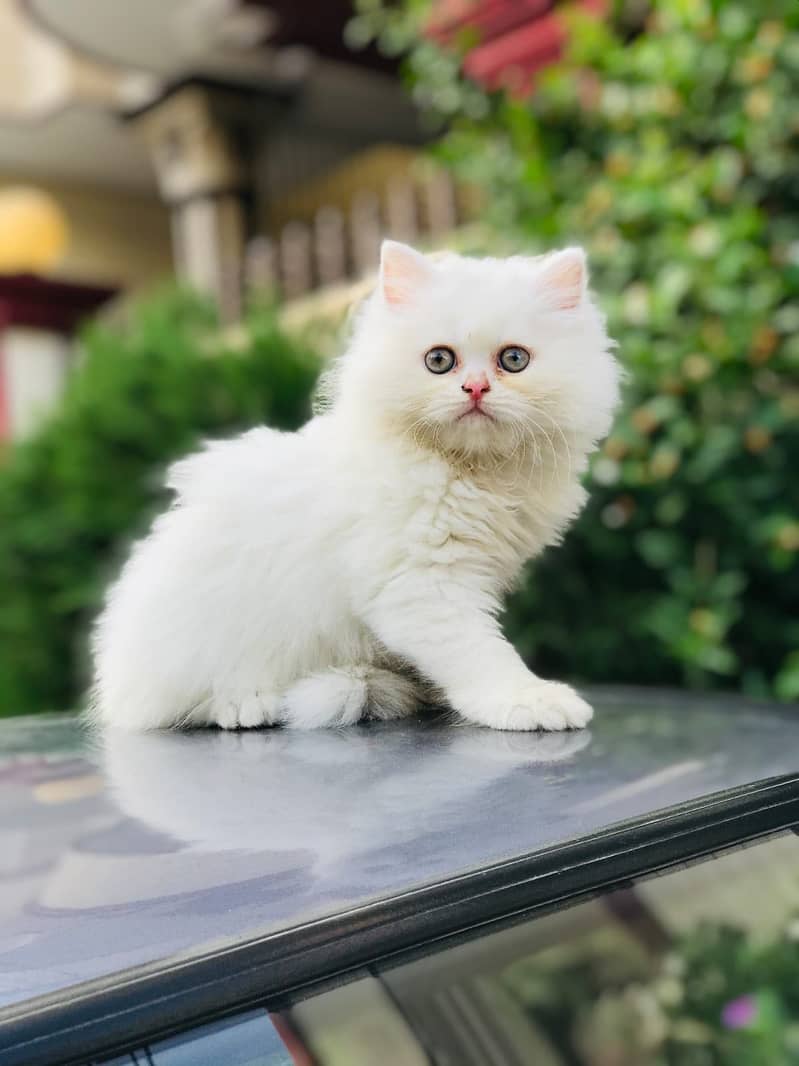 Persian kittens 6