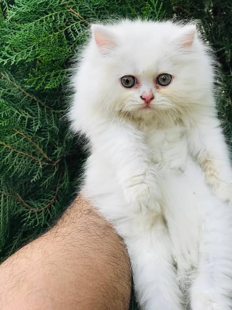 Persian kittens 8