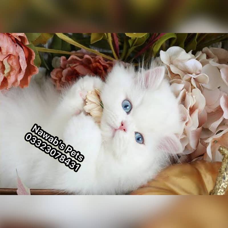 Persian kittens 9