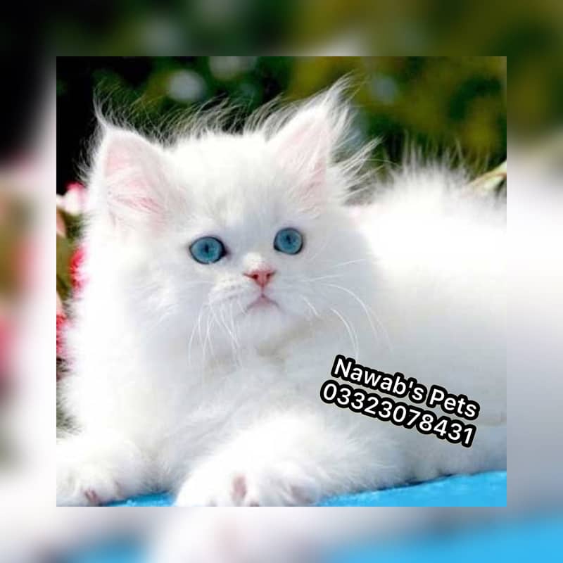 Persian kittens 10