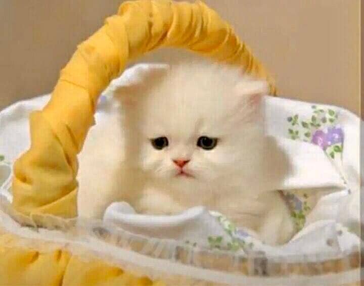Persian kittens 11