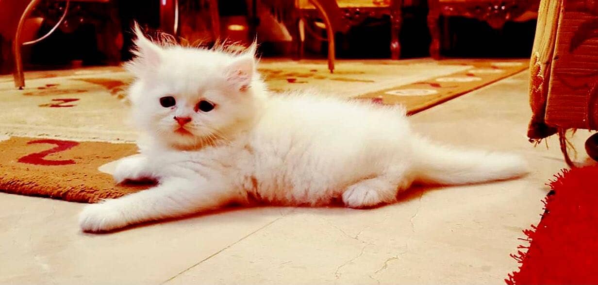 Persian kittens 12