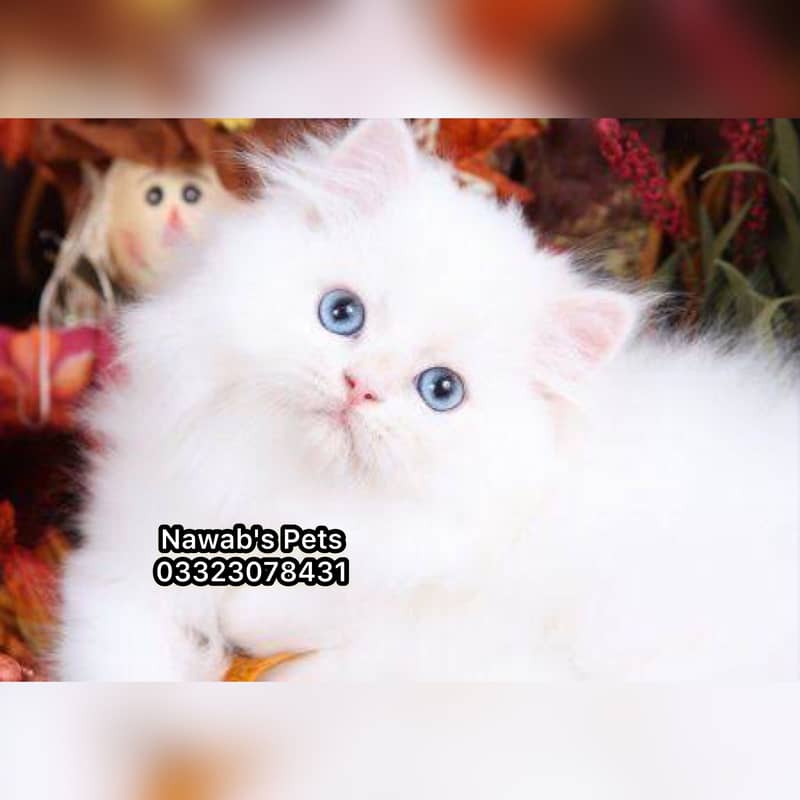 Persian kittens 13