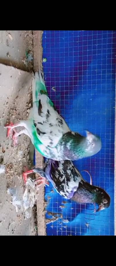out class risulted pigion 4 sale