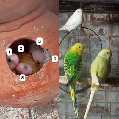 Australion Perot's for sale. with 5 cheks. watsapp no. . . 0347 1521806