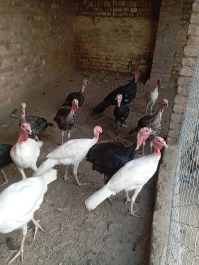 turkey for sale