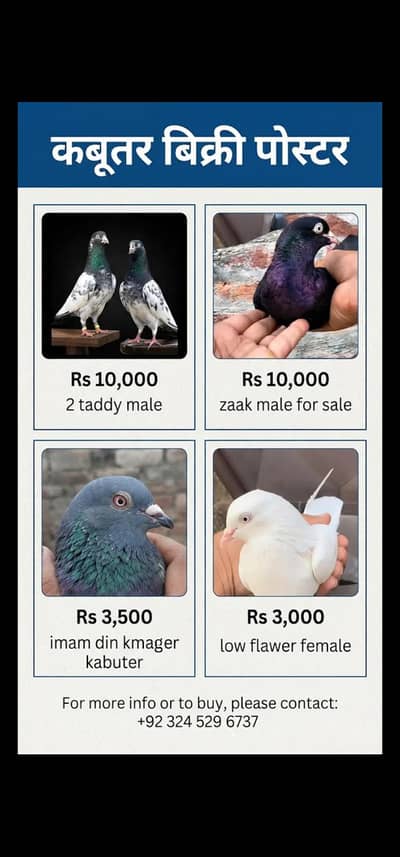 birds sale