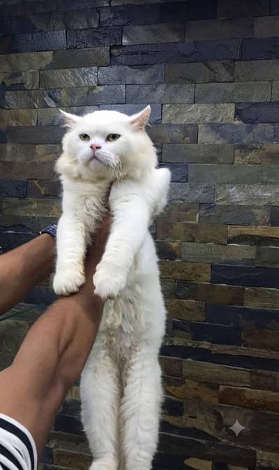cat for sale