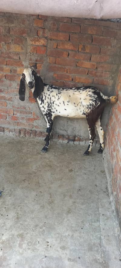 bakri for sale
