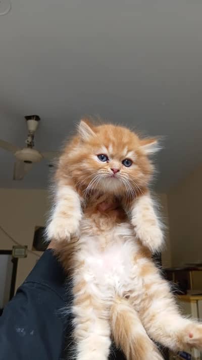 kittens for sale