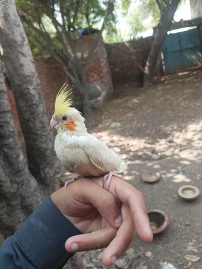 Cockatiel parrot Red eyes