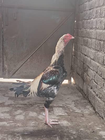 Young Mianwali Aseel Murga