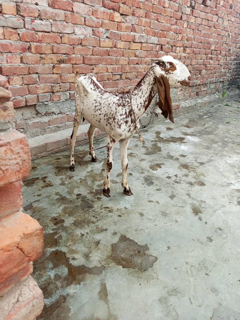 makhi chini path 0