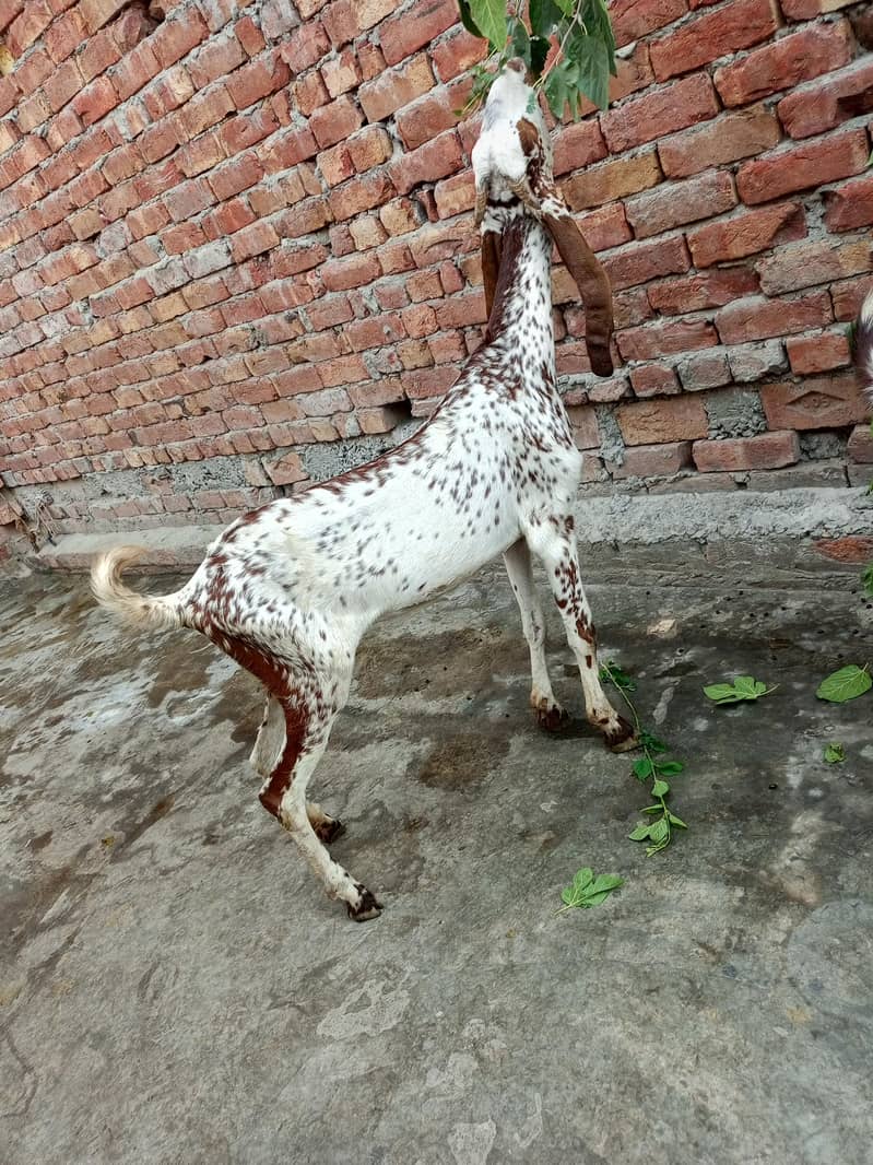 makhi chini path 7