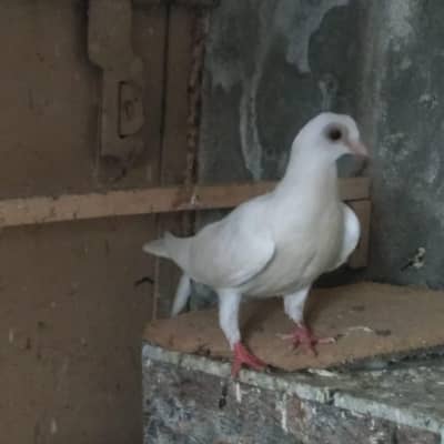 Budapest fancy pigeon