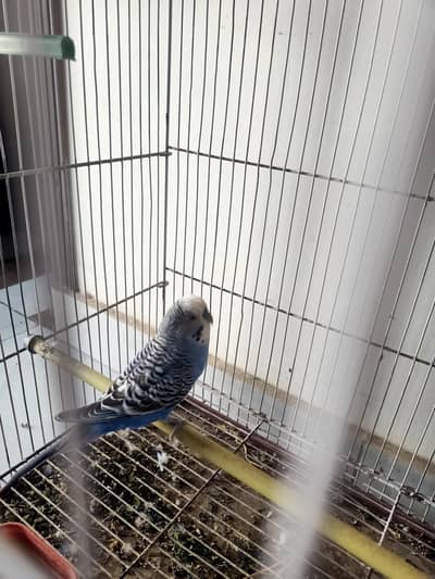 Active and healthy pair urgent Sale