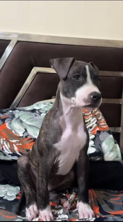 Beautiful Female Pitbull Puppy for Sale – 45 Days Old