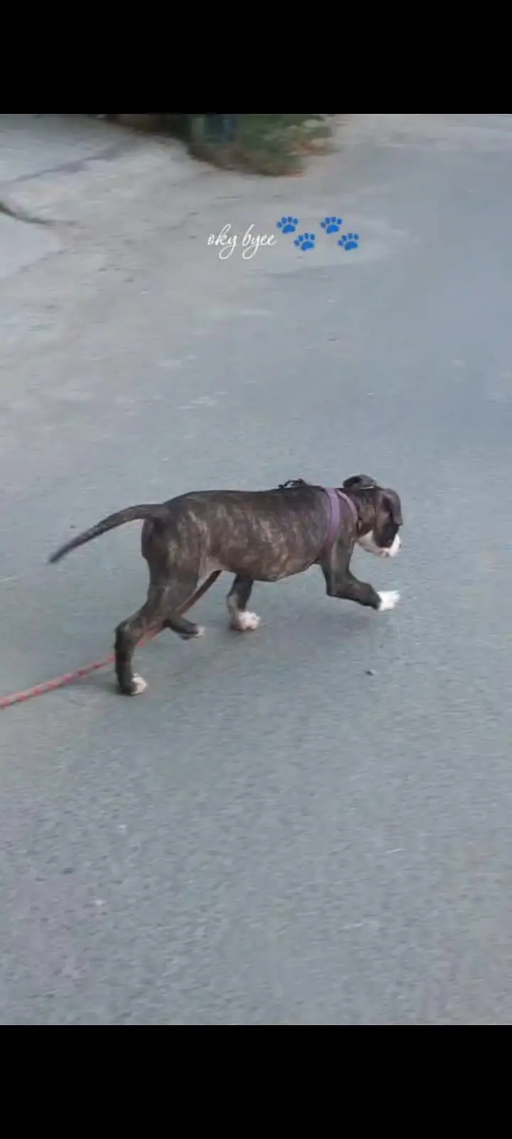 Beautiful Female Pitbull Puppy for Sale – 45 Days Old — photo 2