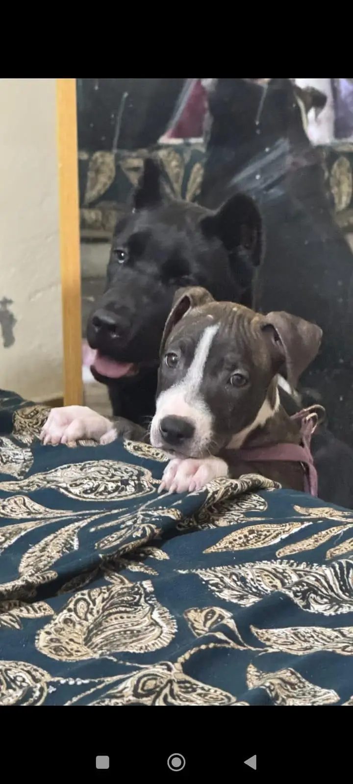 Beautiful Female Pitbull Puppy for Sale – 45 Days Old — photo 3