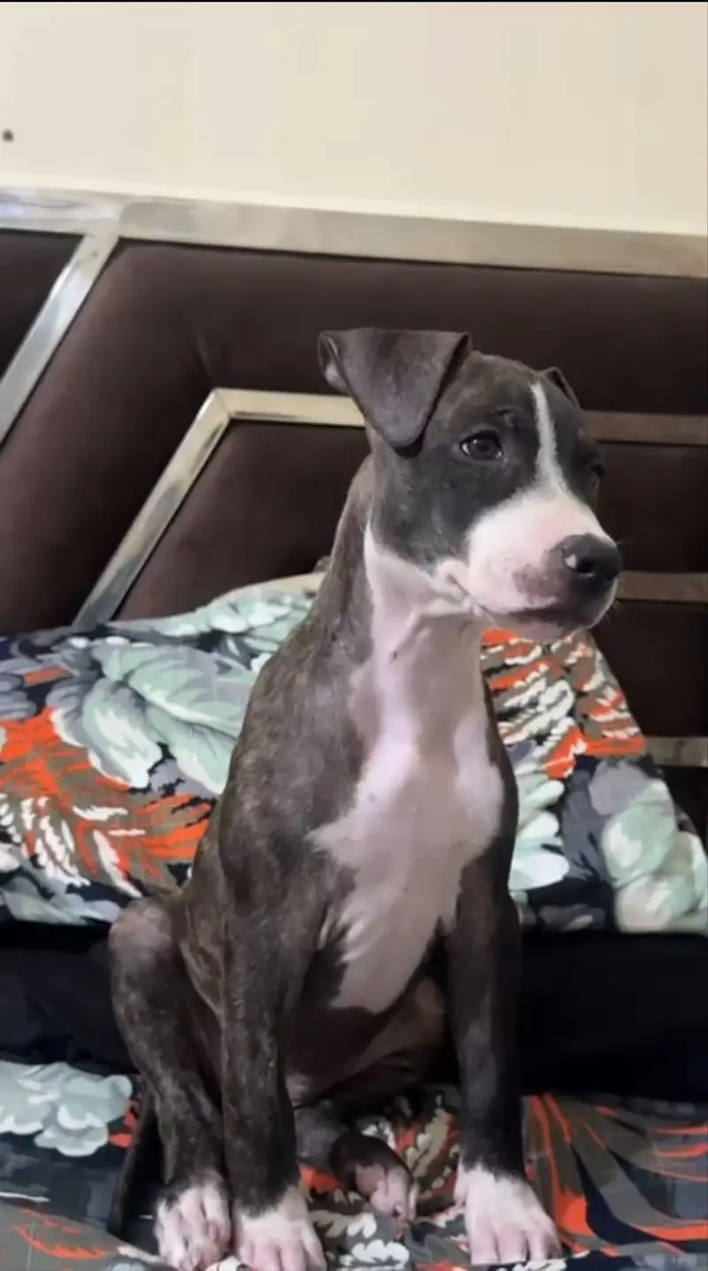 Beautiful Female Pitbull Puppy for Sale – 45 Days Old — photo 4