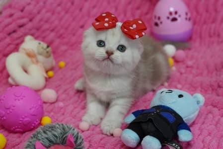 scottish fold kittin for sell. 0313 4935014