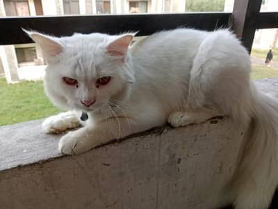 Cat For Sale