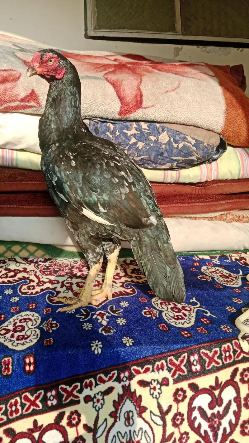 Quality Aseel Mushki lakha lassani pair Available. — photo 2