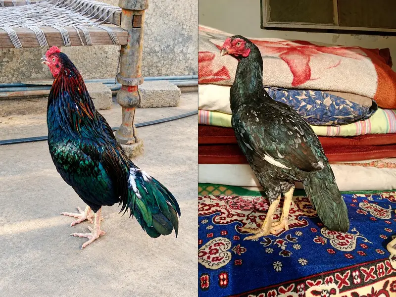 Quality Aseel Mushki lakha lassani pair Available. — photo 3