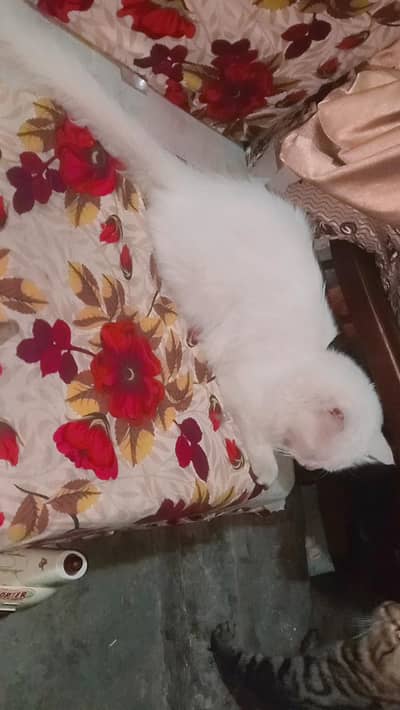 nice cat collar white
