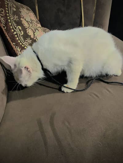 Persian cat