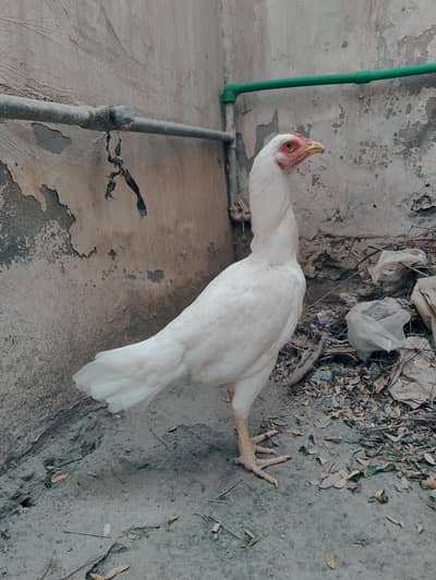 Heera madi for sale mazboot jor me munasib price
