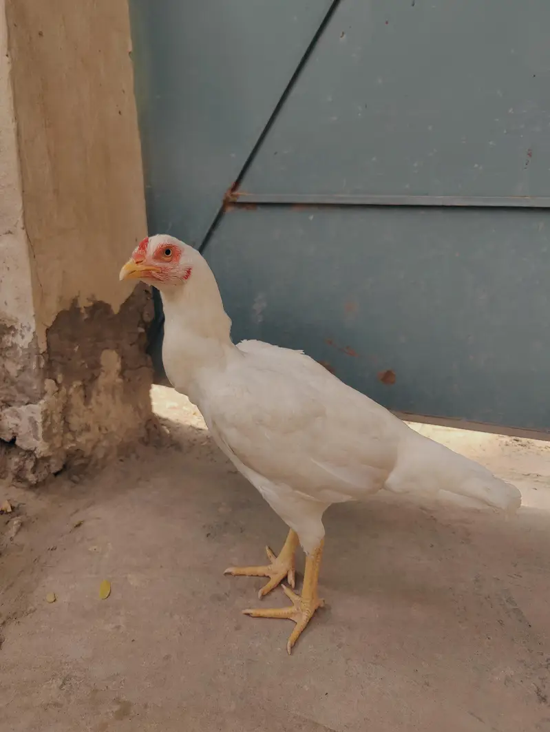 Heera madi for sale mazboot jor me munasib price — photo 4