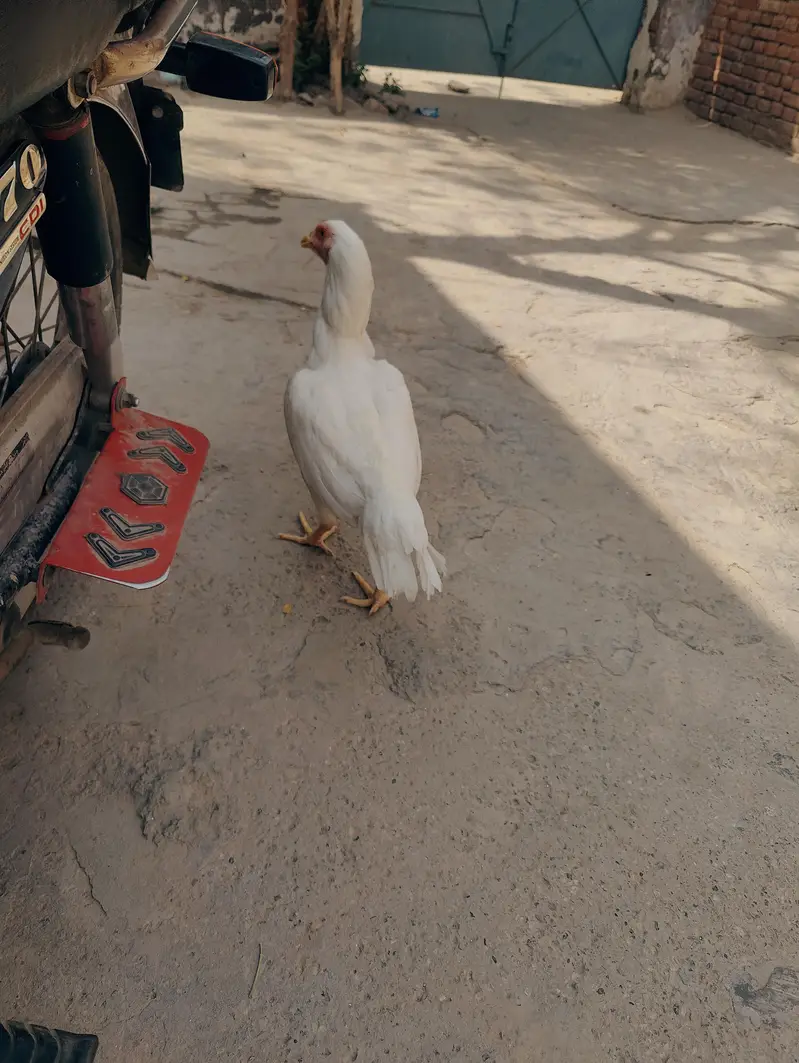 Heera madi for sale mazboot jor me munasib price — photo 5