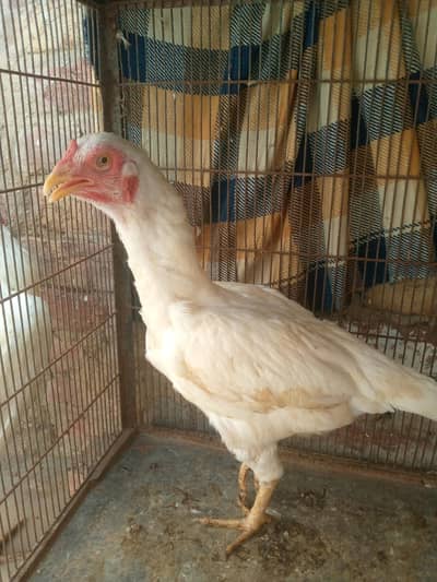 Heera Aseel pair  for sale